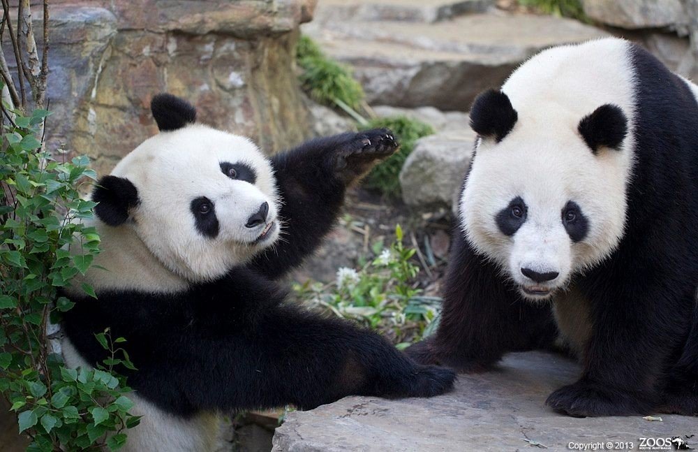 Two Pandas on rocks