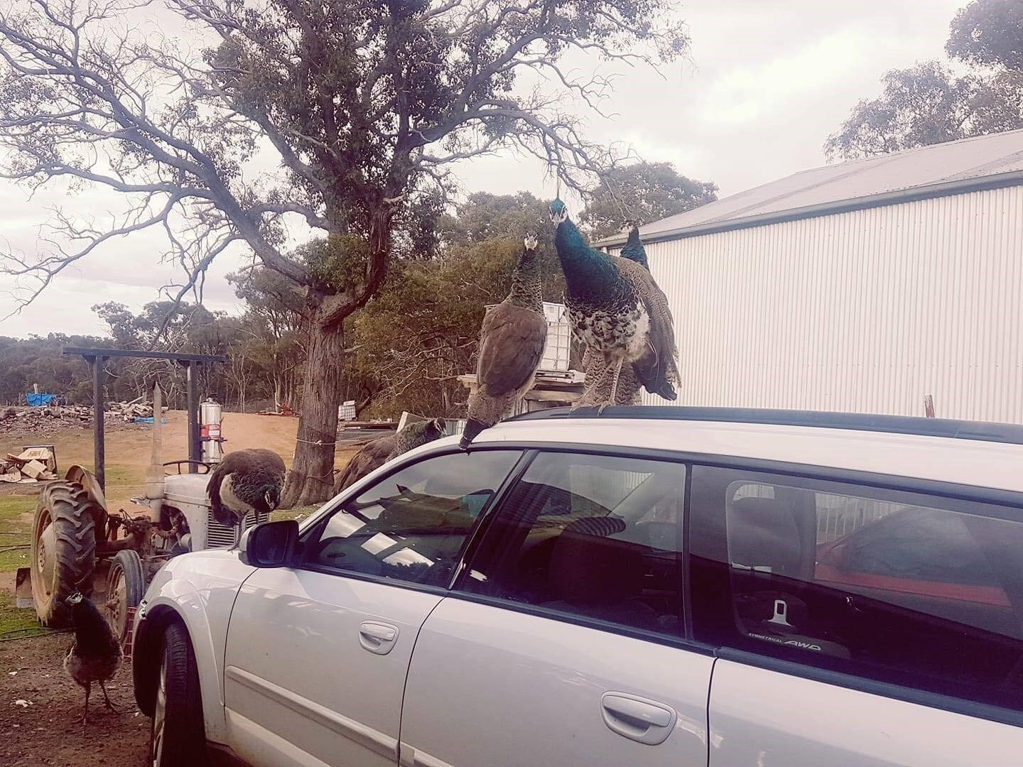 Peacocks on top of a car