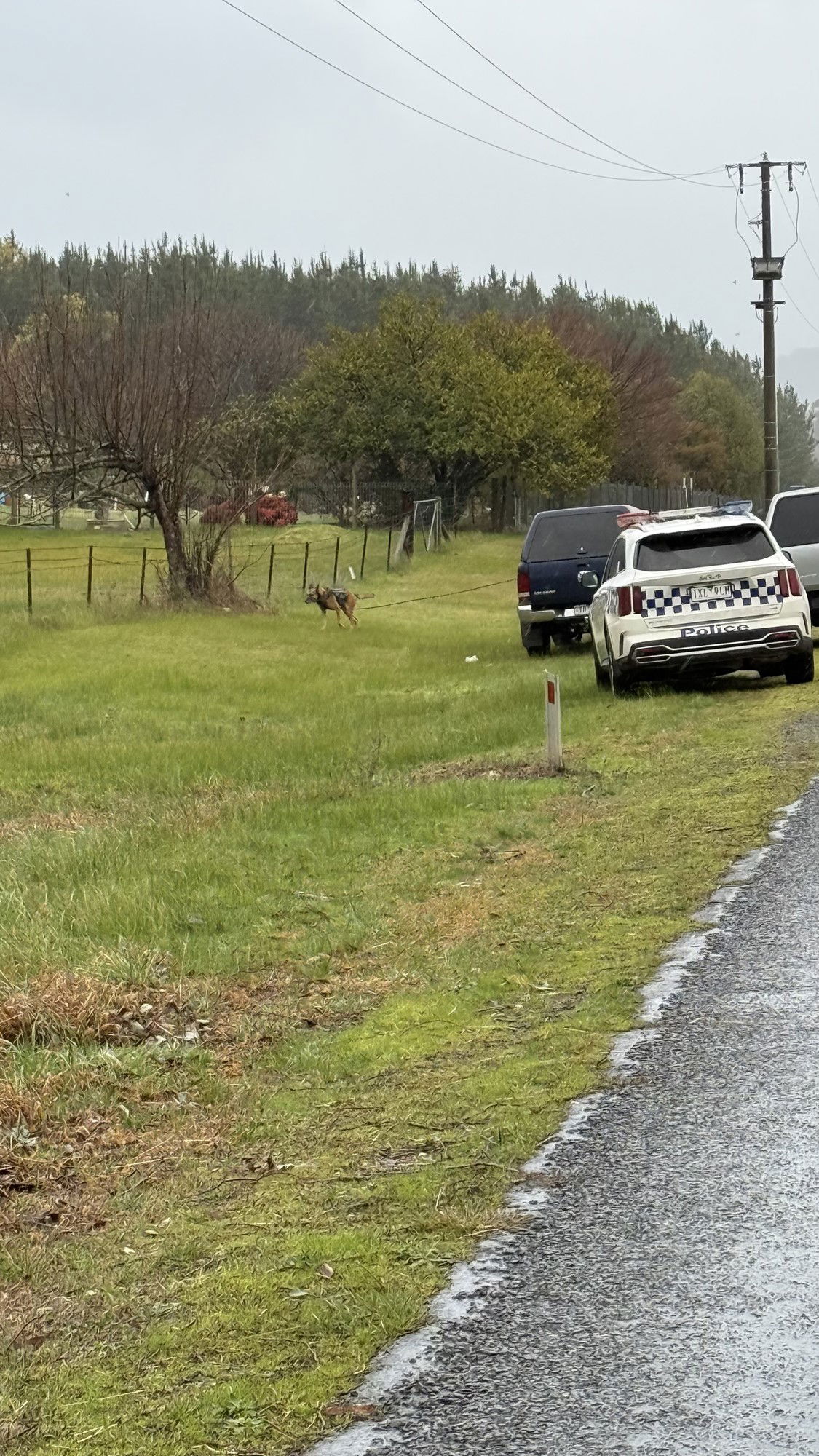 A dog on the side of the road near cars.