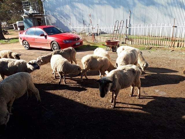 A herd of sheep near a shed