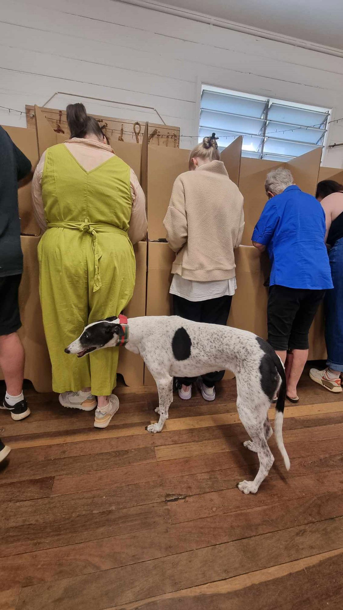 A white and black spotted dog standing behind three women bowed over brown cardboard polling booth boxes