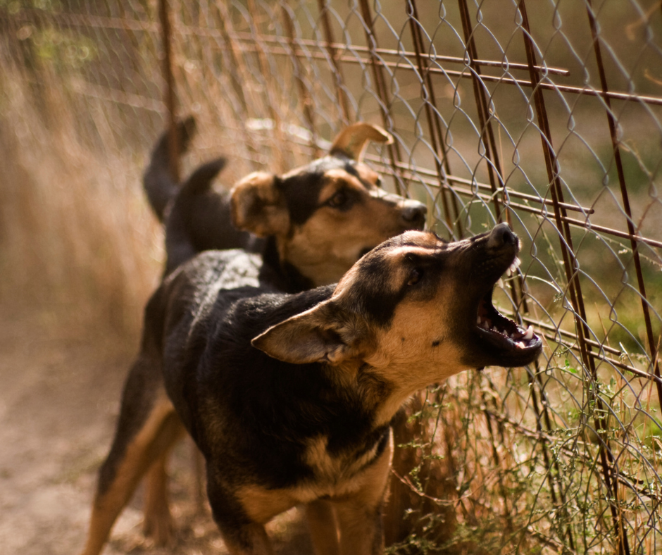 Two black and brown dogs bark at a fence.