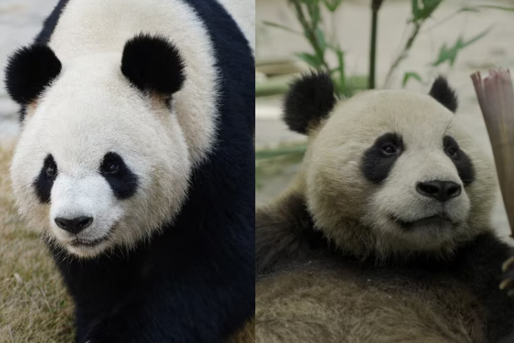 A composite of two pandas