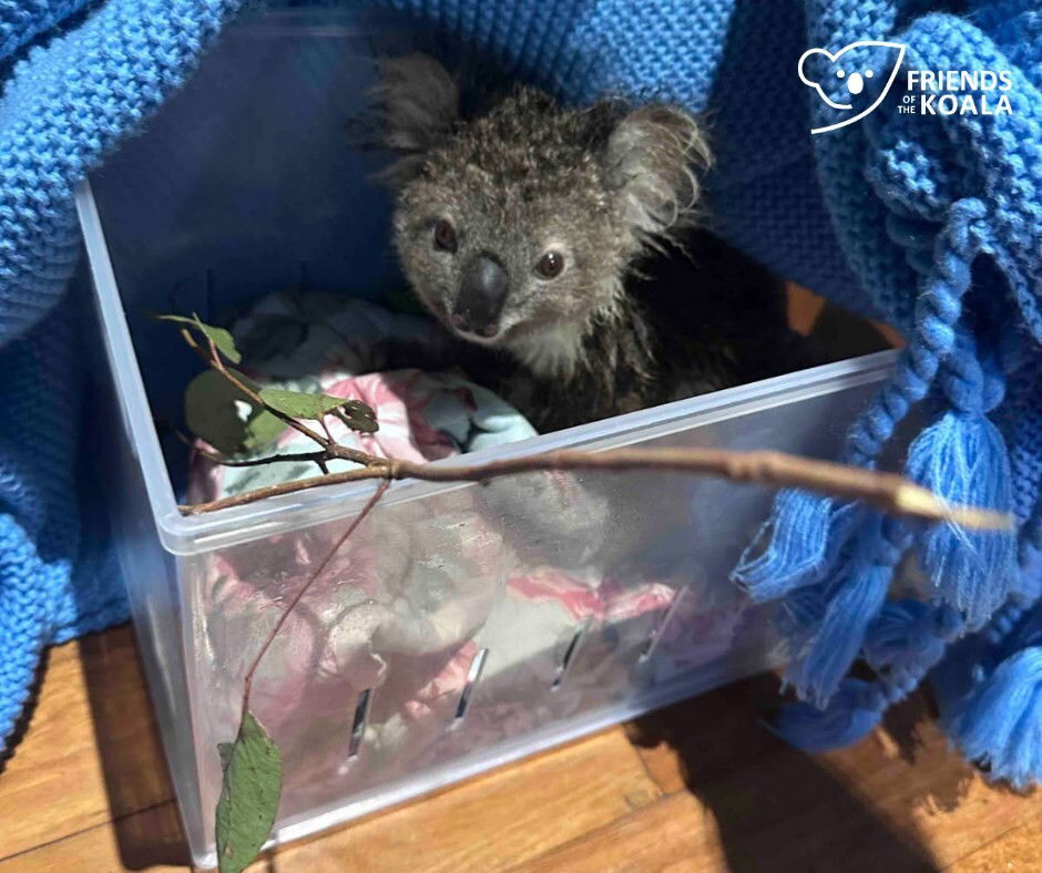 A koala looks up out of a plastic box full of blankets and gum leaves. A blue blanket is pulled back from the top