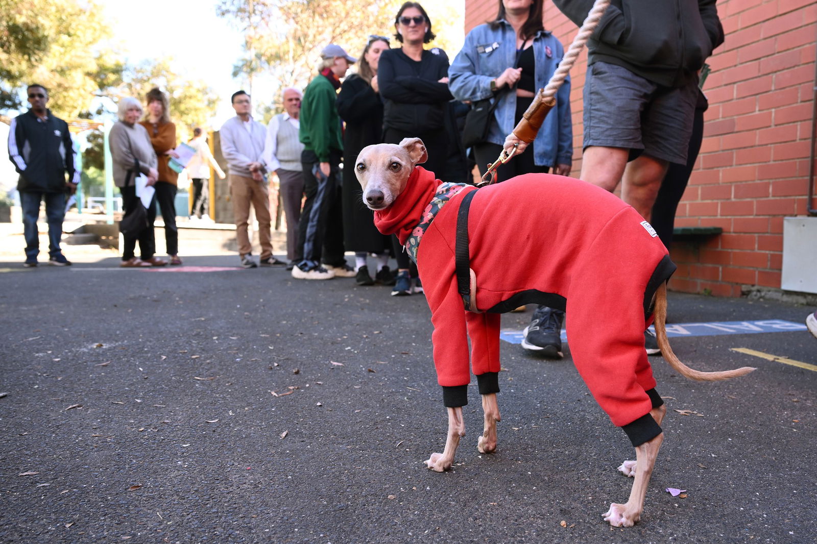 A greyhound dressed in a red, full-body overcoat