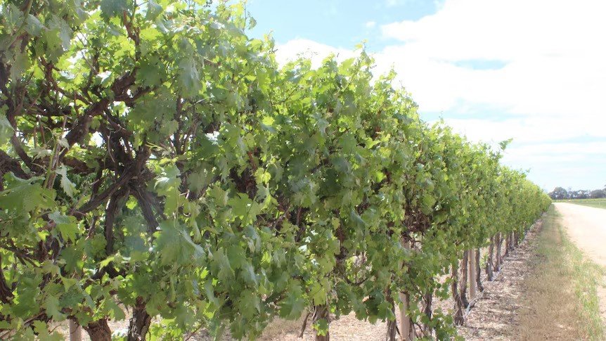Vineyards in South Australia.