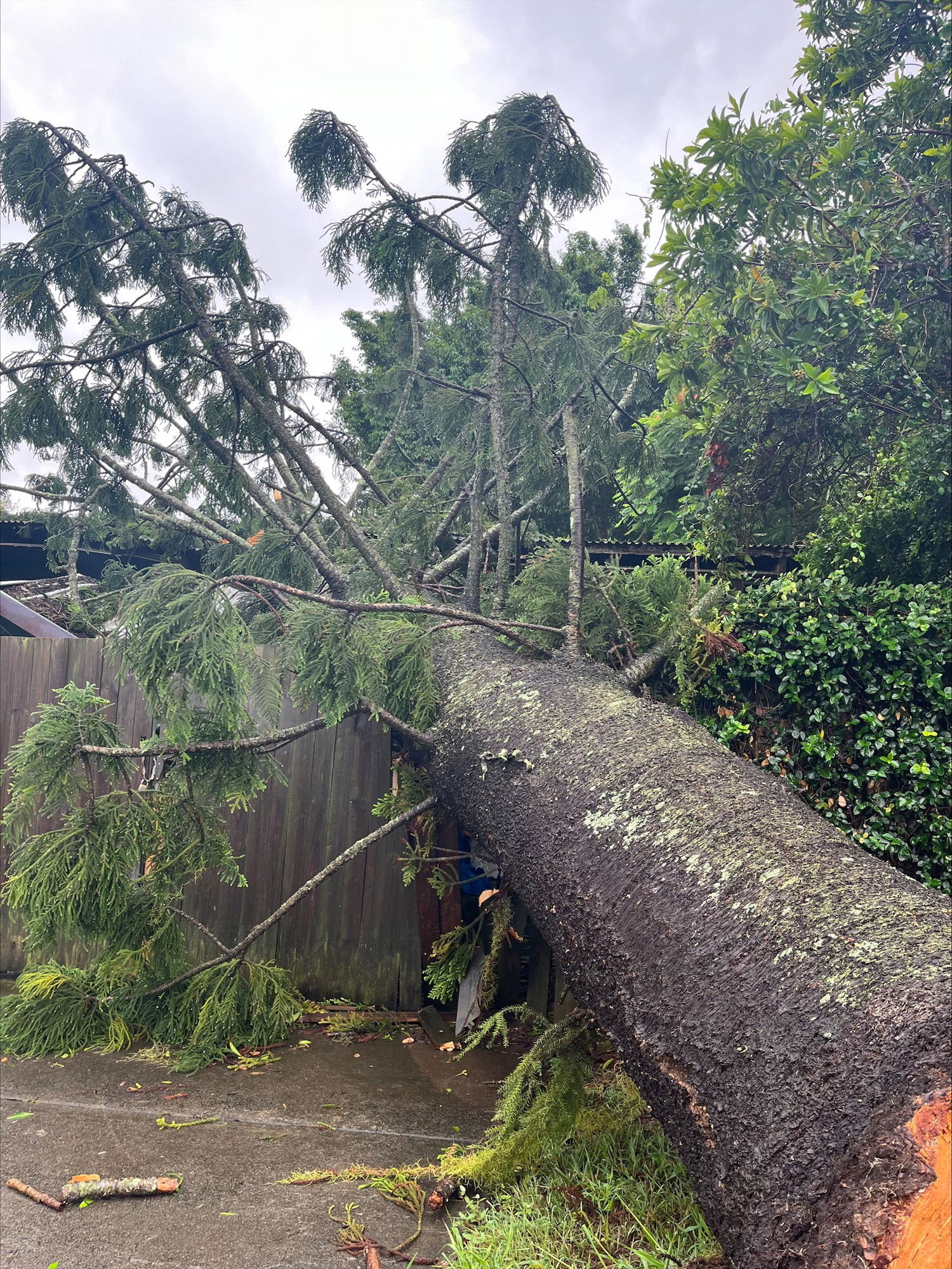 A huge pine tree flaattening a fence. It's limbs stuck up in the air.