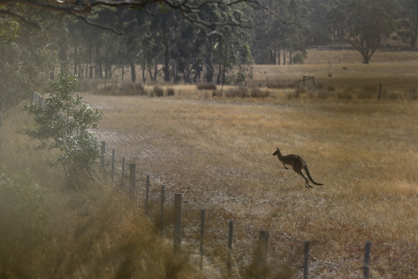 A kangaroo hops across a dry paddock.