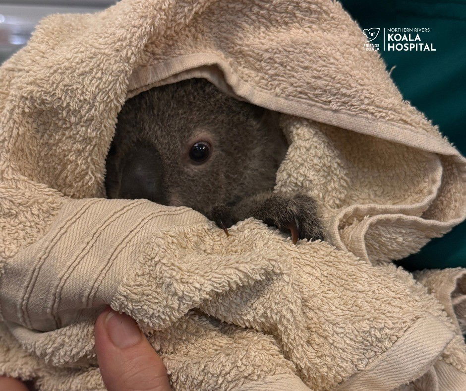 A koala wrapped in a brown towel peeks out at the camera