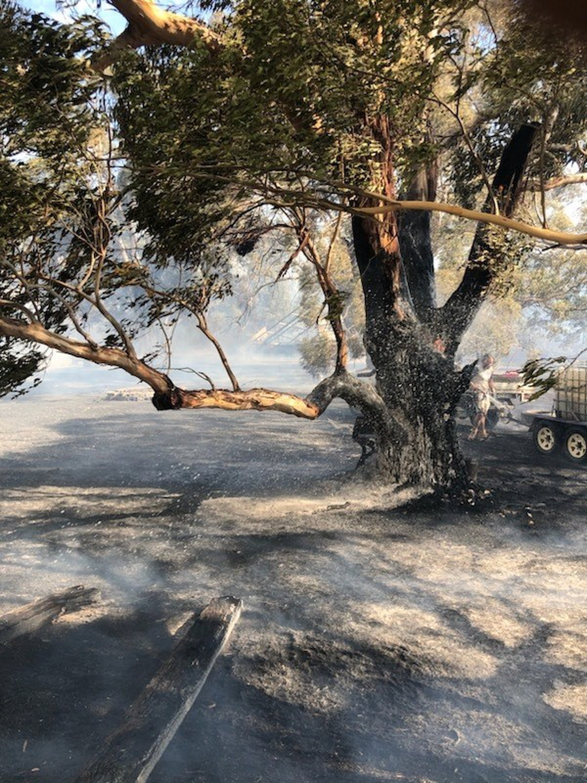 A burnt tree on a property