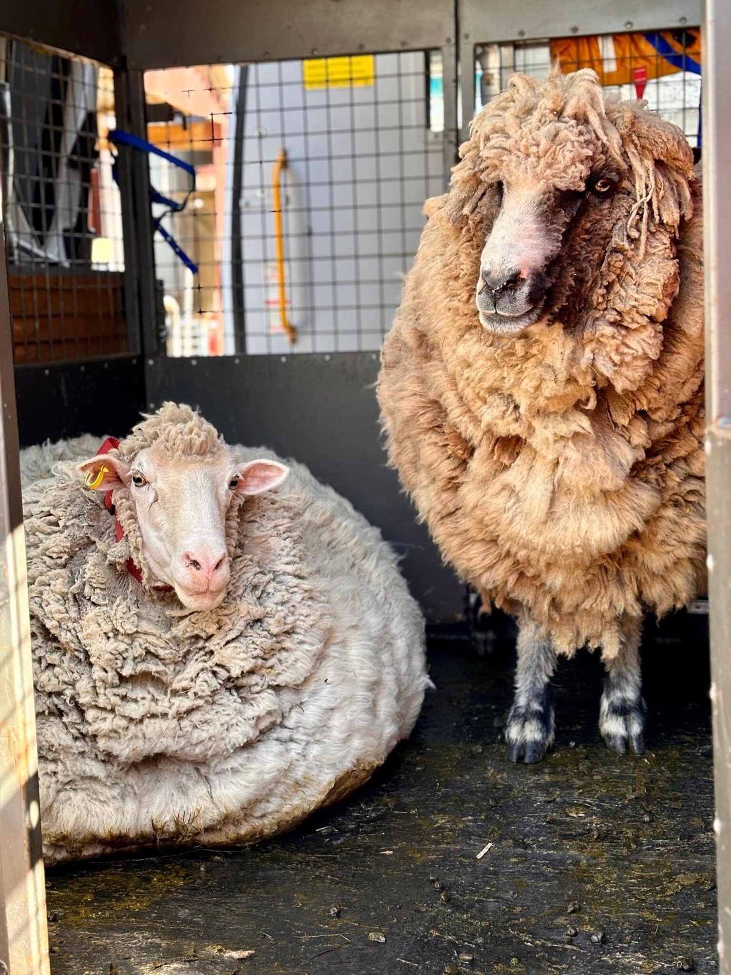 Two sheep in the back of a truck