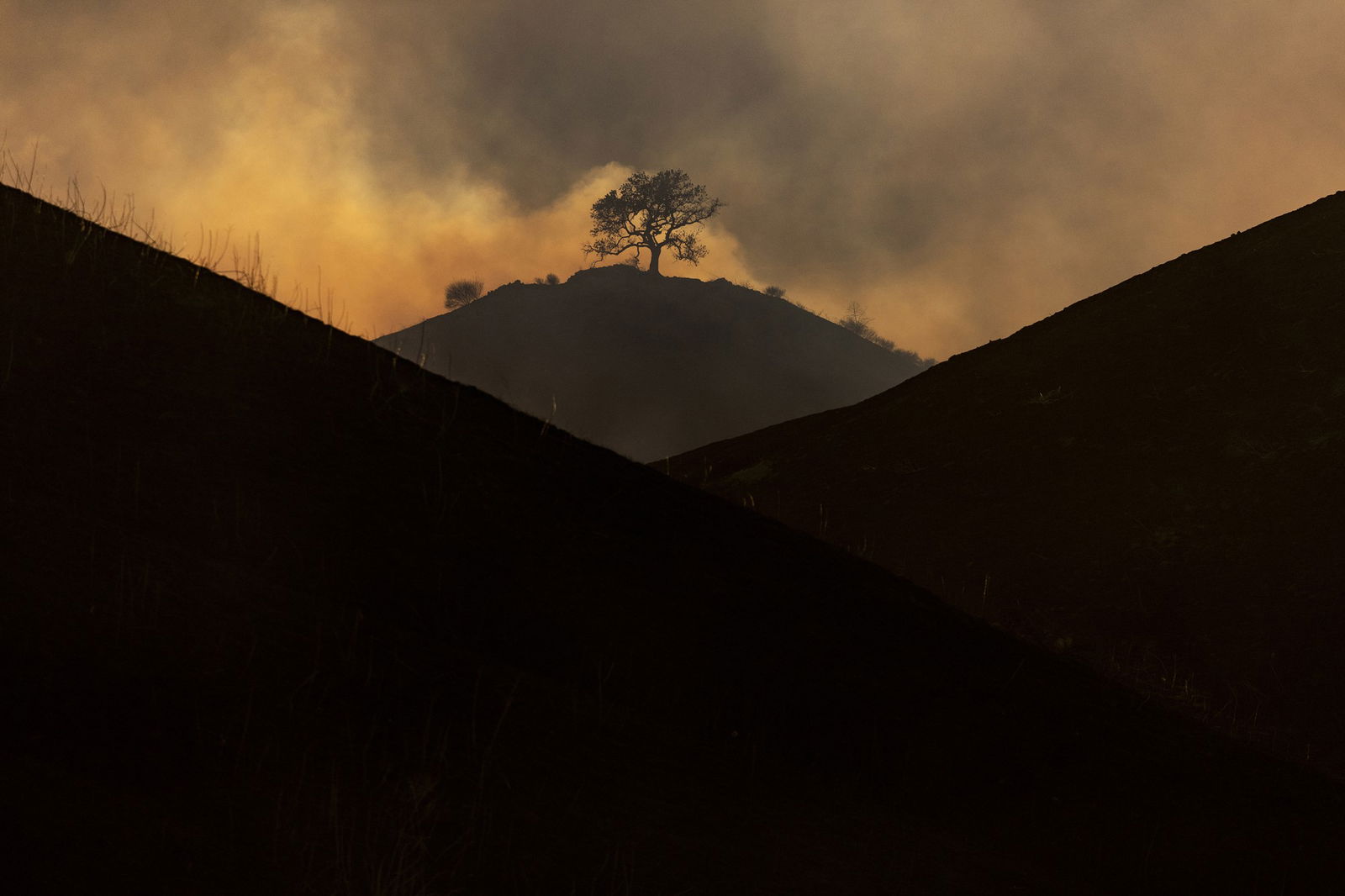 The silhouette of a tree on a hill, clouded in smoke