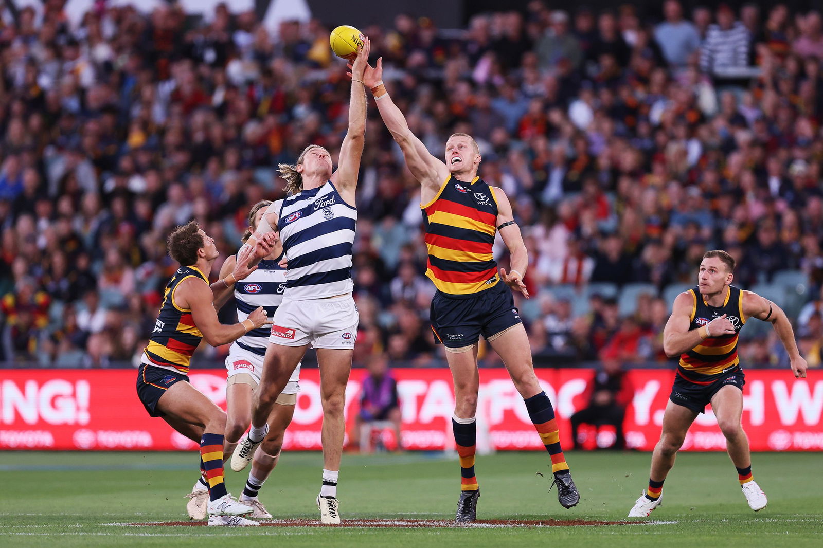 A ruck contest between Geelong and Adelaide