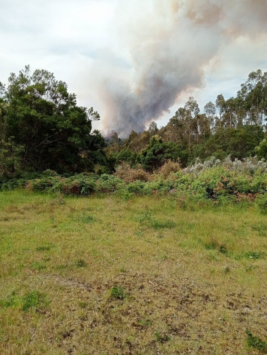 A field with a treeline and smoke behind