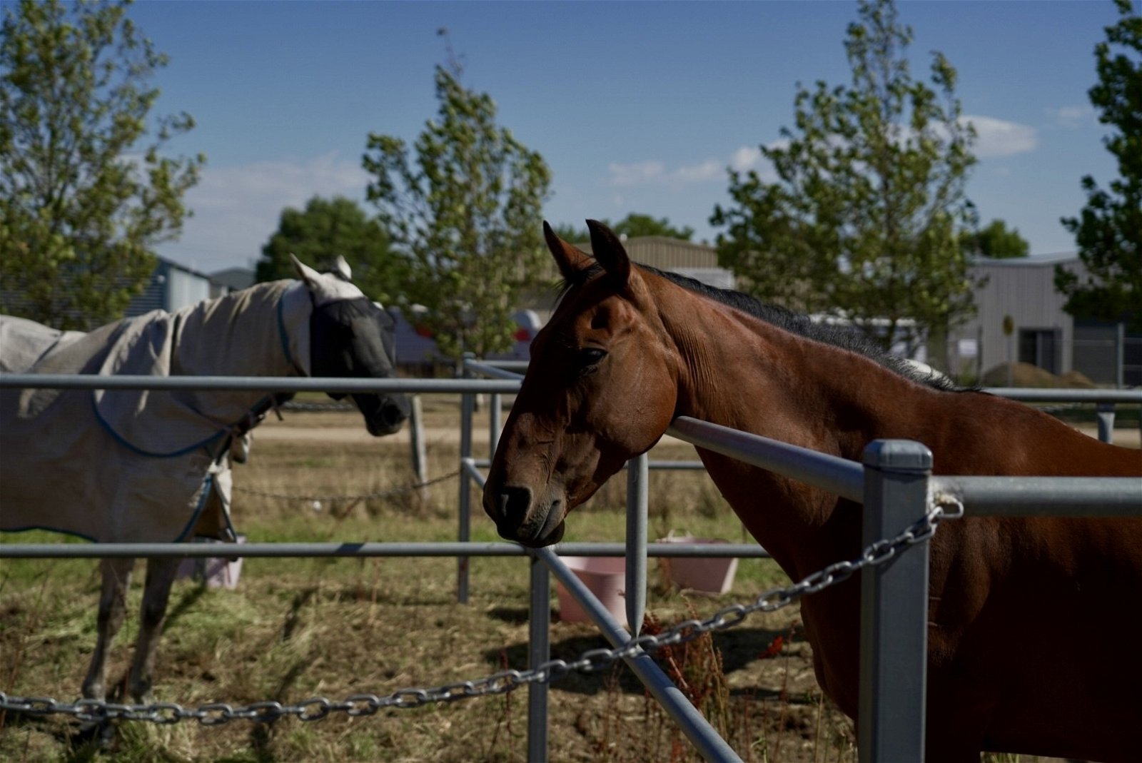 Two horses in a paddock.