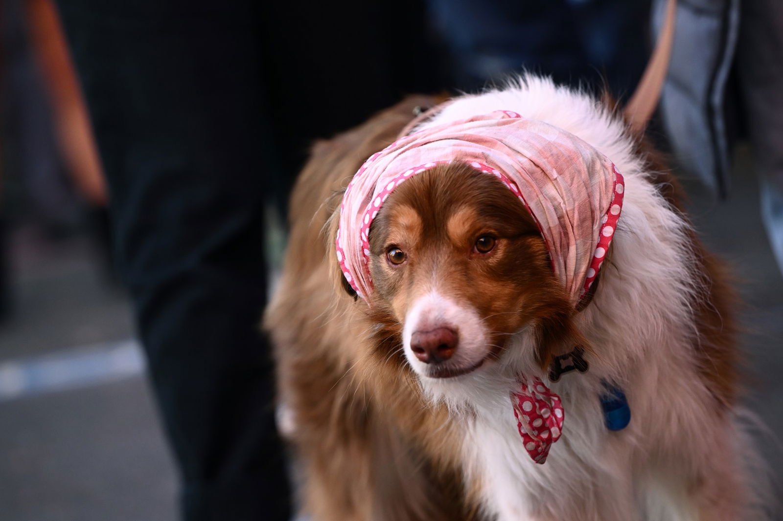 A border collie wearing a red and white spotted bandanna