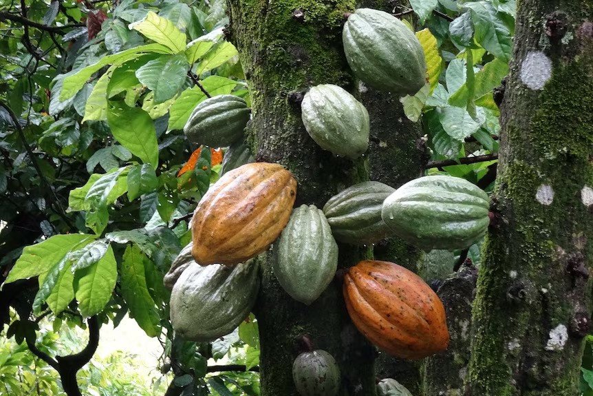A cocoa tree